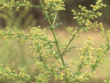 Artemisia-Annua-en-fleur