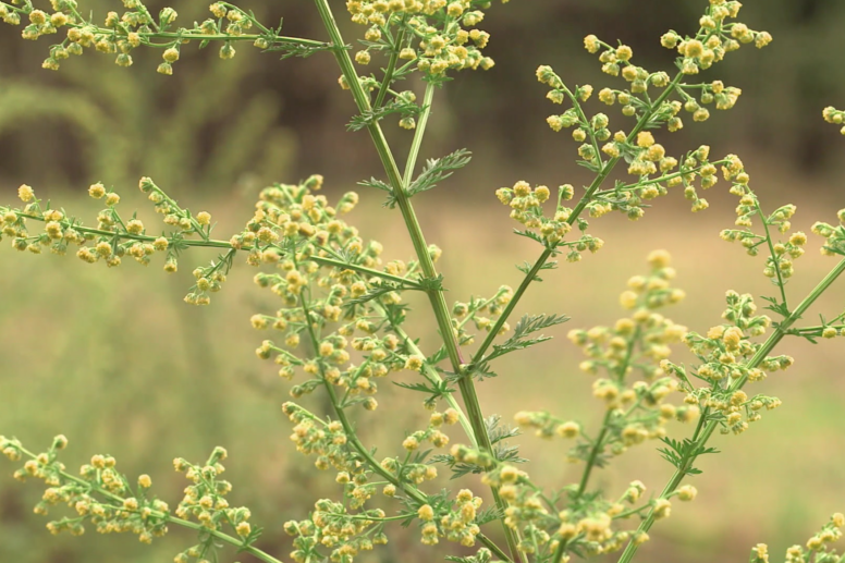 Artemisia-Annua-en-fleur