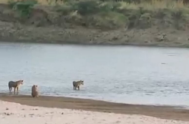 Foncez-sur-le-lion-il-disparaitra-fuiyez-il-vous-poursuivra