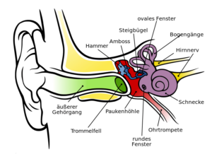 anatomie de l'oreille interne